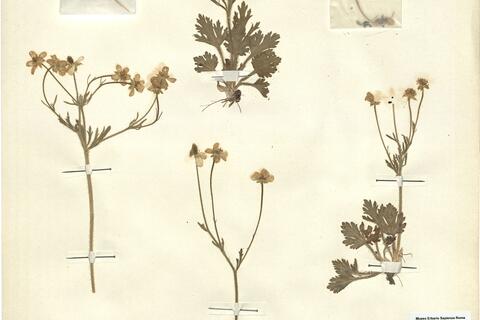 Ranunculus oxyspermus Willd. - RO-HSepv 12153 photo