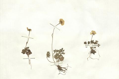 Ranunculus paludosus Poir. -  RO-HSepv 16917 photo