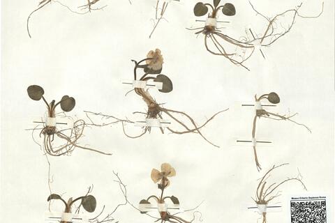 Ranunculus parnassifolius L. subsp. favargeri Küpfer -  RO-HSepv 16918 photo