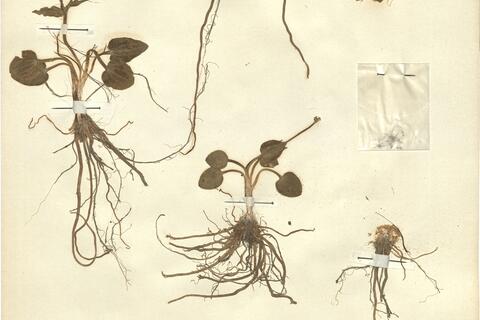 Ranunculus parnassifolius L. subsp. favargeri Küpfer -  RO-HSepv 12154 photo