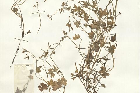 Ranunculus parviflorus L. -  RO-HSepv 14040 photo