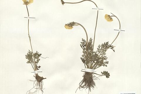 Ranunculus paludosus Poir. -  RO-HSepv 16010 photo