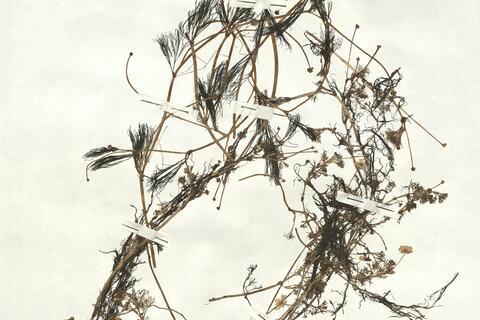 Ranunculus peltatus Schrank subsp. fucoides (Freyn) Muñoz Garmendia -  RO-HSepv 16919 photo