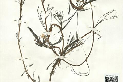 Ranunculus penicillatus (Dum.) Bab. -  RO-HSepv 16920 photo