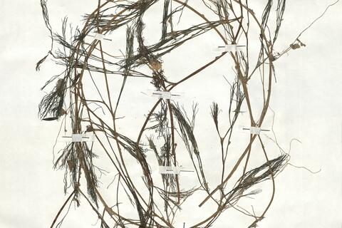 Ranunculus penicillatus (Dum.) Bab. subsp. pseudofluitans (Syme) S.D. Webster ^ -  RO-HSepv 18968 photo