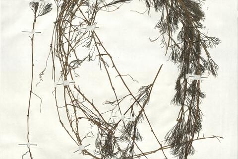 Ranunculus penicillatus (Dum.) Bab. subsp. pseudofluitans (Syme) S.D. Webster ^ -  RO-HSepv 18967 photo