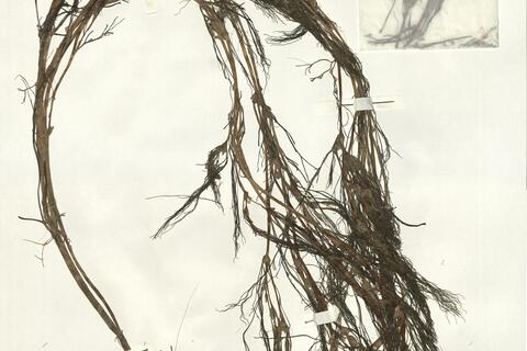 Ranunculus penicillatus (Dum.) Bab. subsp. pseudofluitans (Syme) S.D. Webster ^ -  RO-HSepv 16011 photo