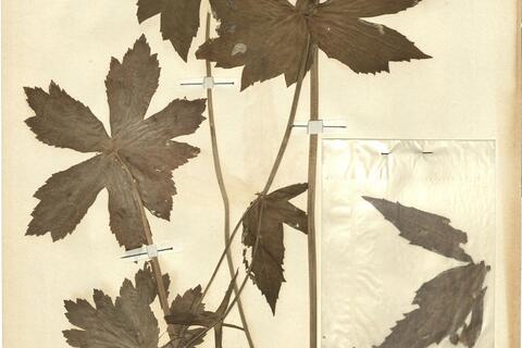 Ranunculus platanifolius L.  -  RO-HSepv 12155 photo