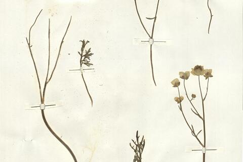 Ranunculus platyspermus Fisch. ex DC. -  RO-HSepv 14041 photo