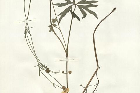 Ranunculus polyanthemos L. subsp. polyanthemos -  RO-HSepv 14042 photo