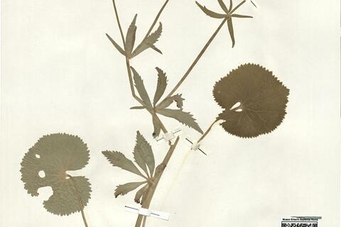 Ranunculus prorsidens (Markl.) S. Ericsson -  RO-HSepv 16012 photo