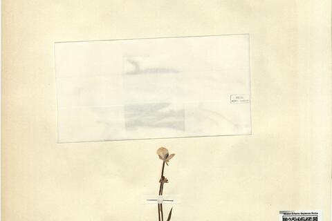 Ranunculus pyrenaeus L. subsp. plantagineus (All.) Rouy & Fouc. -  RO-HSepv 11233 photo