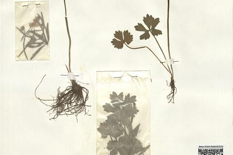 Ranunculus quinatus Brodtbeck  -  RO-HSepv 16013 photo