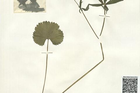 Ranunculus rantae (Fagerstr.) S. Ericsson -  RO-HSepv 16014 photo