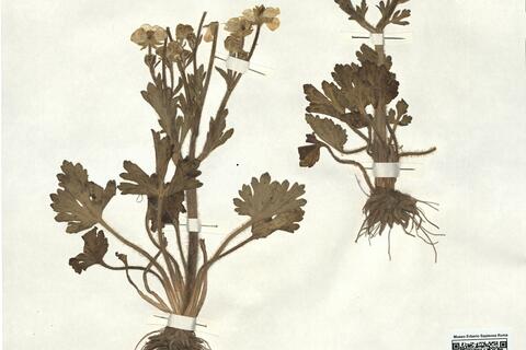 Ranunculus rectirostris Coss. & Durieu -  RO-HSepv 16921 photo