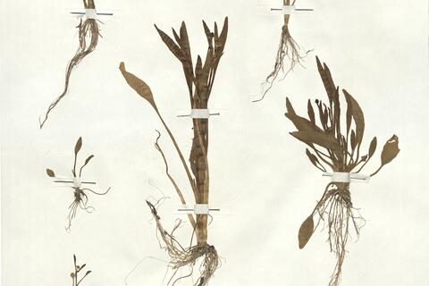 Ranunculus revelieri Boreau -  RO-HSepv 17913 photo