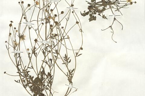 Ranunculus sardous Crantz subsp. xatardii (Lapeyr.) Rouy & Fouc. -  RO-HSepv 18969  photo