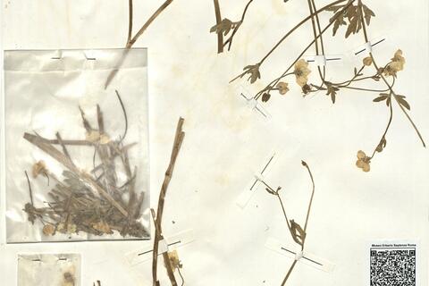 Ranunculus sardous Crantz -  RO-HSepv 15026 photo