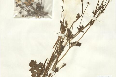 Ranunculus sardous Crantz -  RO-HSepv 15025 photo