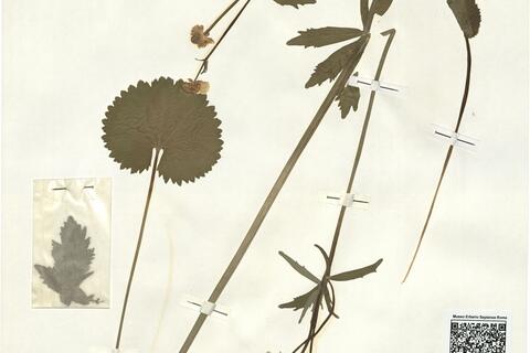 Ranunculus scalaridens (Markl.) S. Ericsson  -  RO-HSepv 16015 photo