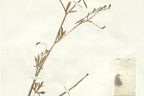 Ranunculus sceleratus L. - RO-HSepv 16016 photo