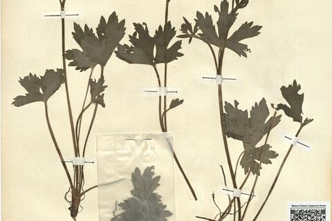 Ranunculus serpens Schrank -  RO-HSepv 12156 photo