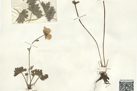 Ranunculus spicatus Desf. subsp. maroccanus (Coss.) Greuter & Burdet -  RO-HSepv 15027 photo