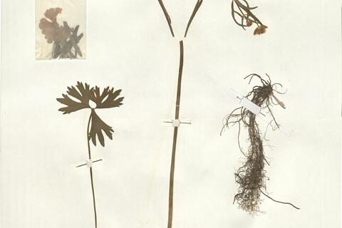 Ranunculus stellaris Brodtback  -  RO-HSepv 16017 photo