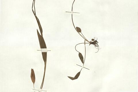 Ranunculus strigillosus Boiss. & Huet -  RO-HSepv 16922 photo