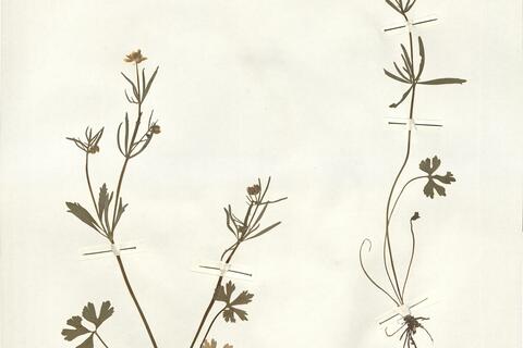 Ranunculus suevicus Borchers-Kolb -  RO-HSepv 14043 photo