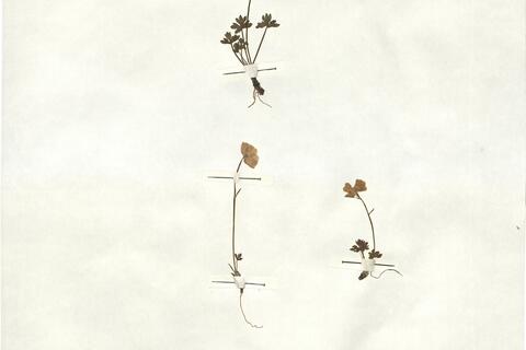 Ranunculus traunfellneri Hoppe -  RO-HSepv 16923 photo