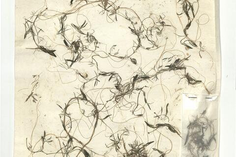 Ranunculus trichophyllus Chaix subsp. eradicatus (Laest.) C.D.K. Cook -  RO-HSepv 16924 photo