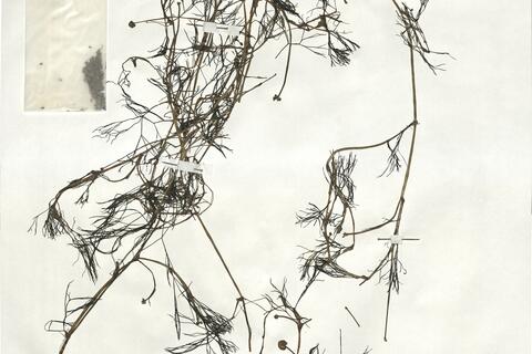 Ranunculus trichophyllus Chaix subsp. trichophyllus ^ -  RO-HSepv 18972 photo