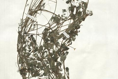 Ranunculus trichophyllus Chaix subsp. trichophyllus ^ -  RO-HSepv 18971 photo