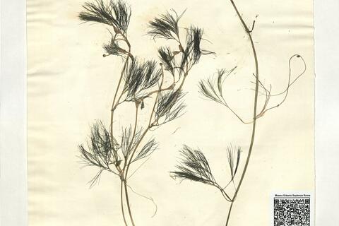 Ranunculus trichophyllus Chaix subsp. trichophyllus -  RO-HSepv 18970 photo