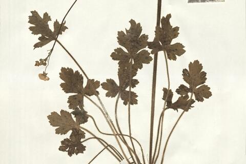 Ranunculus velutinus Ten.  -  RO-HSepv 15028 photo