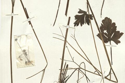 Ranunculus velutinus Ten.  -  RO-HSepv 14044 photo