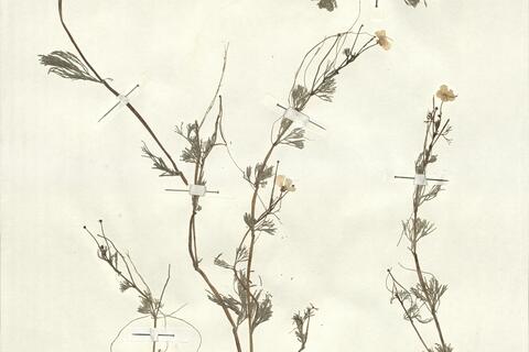 Ranunculus cf. peltatus Schrank -  RO-HSepv 13074 photo