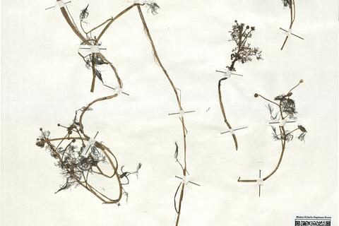 Ranunculus cf. peltatus Schrank subsp. fucoides (Freyn) Muñoz Garmendia -  RO-HSepv 18966 photo