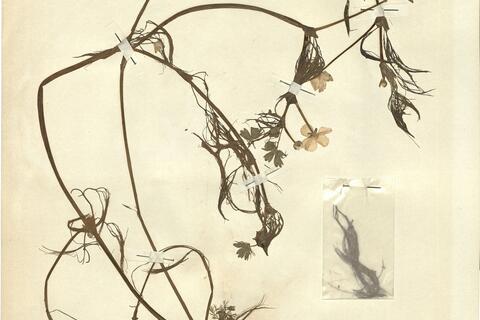 Ranunculus aff. pseudofluitans (Syme) Newbould ex Baker & Foggitt -  RO-HSepv 11232 photo