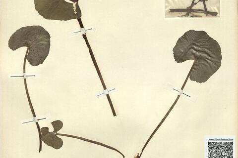 Caltha palustris L. subsp. procumbens (G. Beck) Neumayer -  RO-HSepv 11221 photo