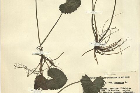 Caltha palustris L. var. radicans Fries -  RO-HSepv 12140 photo