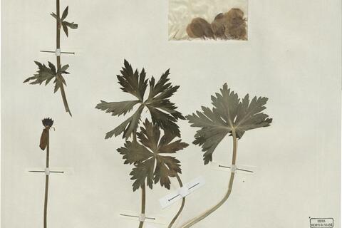Trollius europaeus L. -  RO-HSepv 13077 - immagine 2