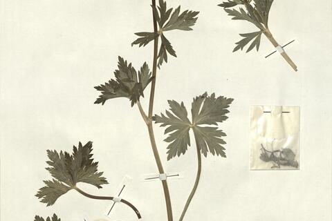 Trollius europaeus L. -  RO-HSepv 13077 photo