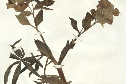 Helleborus foetidus L. -  RO-HSepv 16904 photo