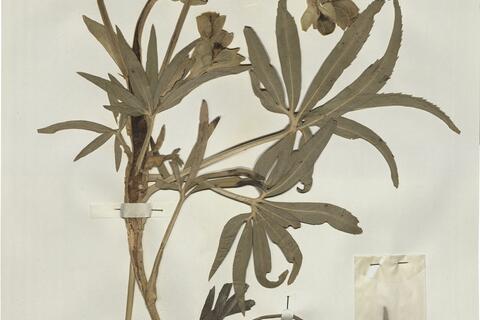 Helleborus foetidus L. -  RO-HSepv 15997 - immagine 2