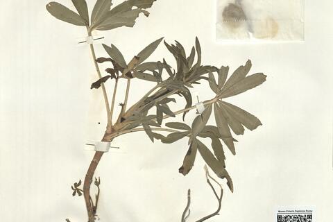 Helleborus foetidus L. -  RO-HSepv 15997 photo