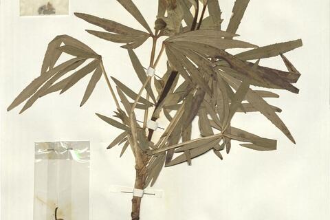 Helleborus foetidus L. -  RO-HSepv 14030 photo