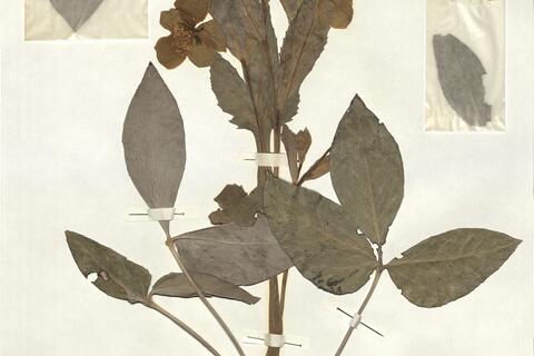 Helleborus lividus Ait. subsp. lividus -  RO-HSepv 16905 photo