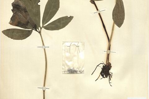 Helleborus niger L. subsp. macranthus (Freyn) Schiffn. -  RO-HSepv 11224 photo